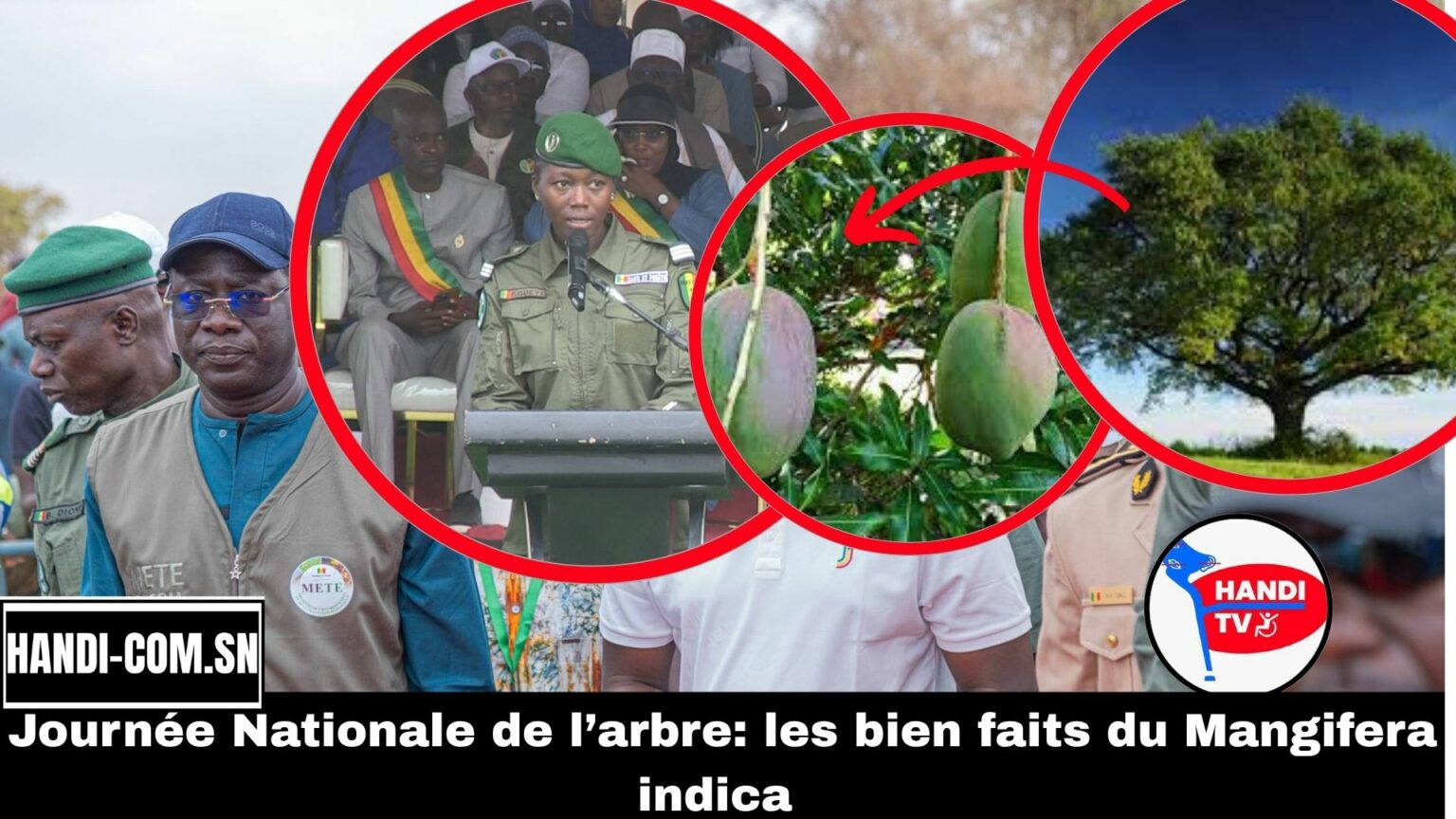 Journée Nationale de l’arbre Raw: Les Eaux et forets nous parles des bien faits du Mangifera Indica