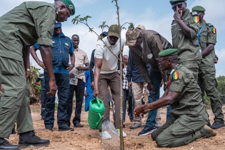 Forêt classée de Mbao :le Président Bassirou Diomaye Faye lance officiel un Challenge « 1 million d’arbres en 48 heures »